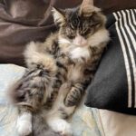 レス4番の画像1