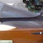 レス2番の画像1