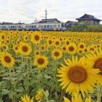 レス1番のリンク先のサムネイル画像