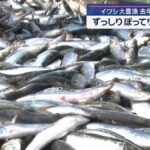 レス1番のリンク先のサムネイル画像