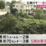 レス1番のリンク先のサムネイル画像