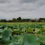 レス53番の画像1