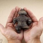 レス9番の画像3