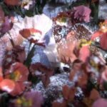 レス2番の画像1