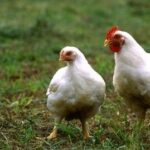 レス3番の画像1