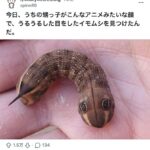 レス46番の画像1