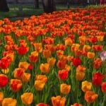 レス35番の画像1