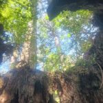 レス8番の画像1