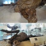 レス11番の画像1