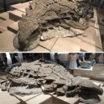 レス9番の画像1