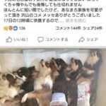 レス3番の画像1
